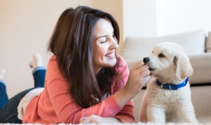 Diseases Pets Diseases Pets