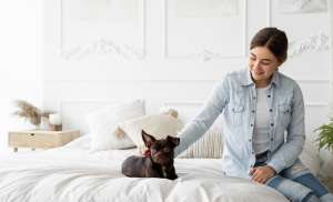 Train Your Dog to Use a Dog Bed Train Your Dog to Use a Dog Bed