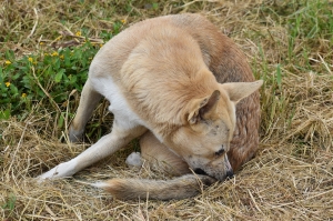 Flea and tick prevention tips Flea and tick prevention tips
